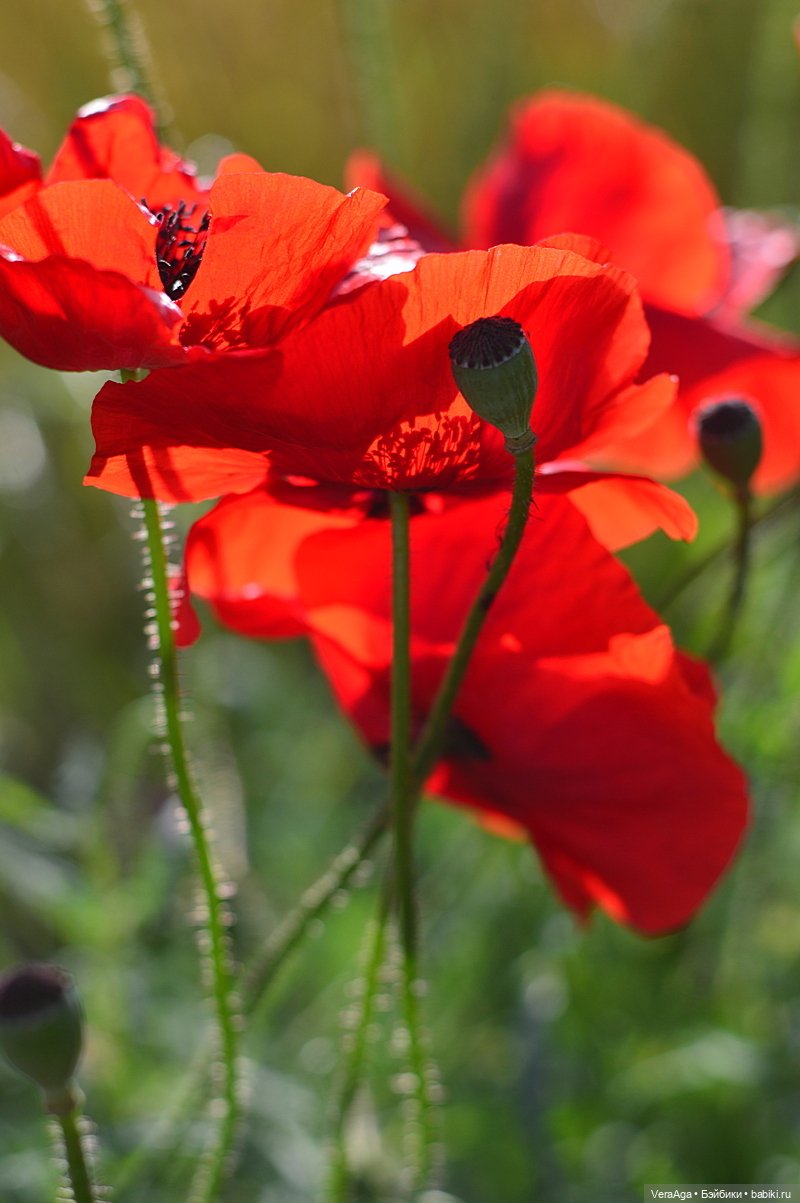 Маки: кто рано встаёт, тот ловит свет (фото 5)