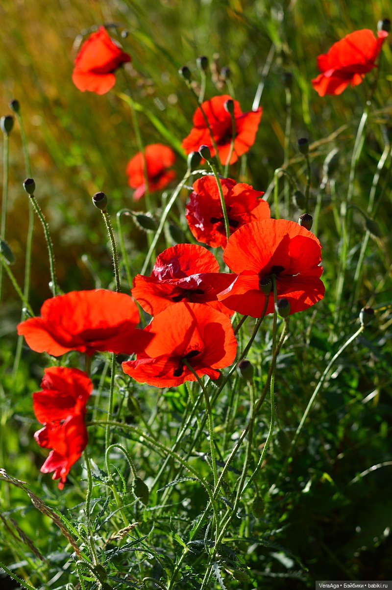 Маки: кто рано встаёт, тот ловит свет (фото 10)