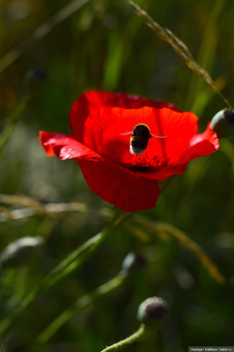 Маки: кто рано встаёт, тот ловит свет (фото 7)