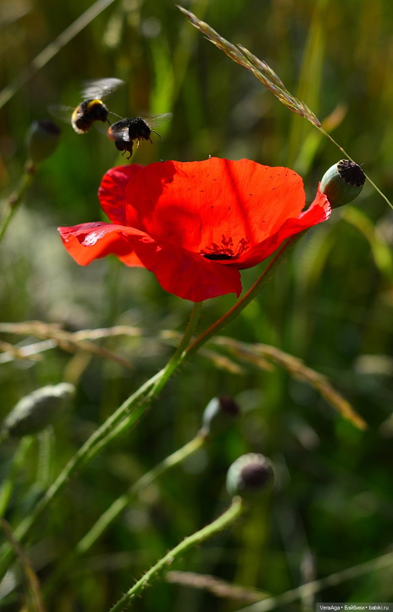 Маки: кто рано встаёт, тот ловит свет (фото 8)