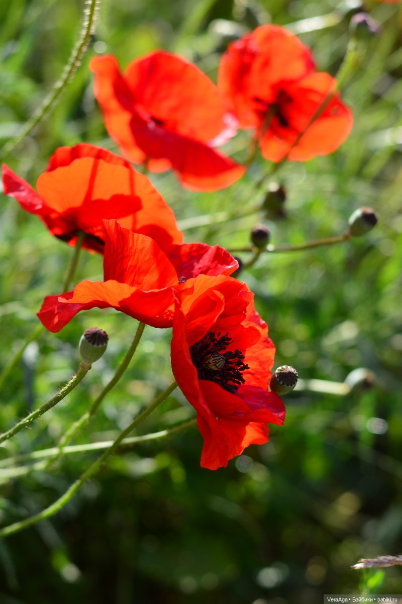 Маки: кто рано встаёт, тот ловит свет (фото 3)