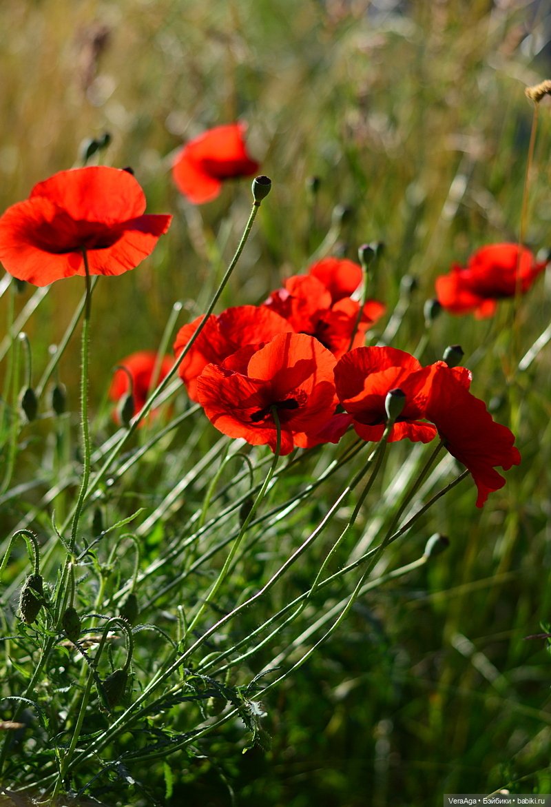 Маки: кто рано встаёт, тот ловит свет (фото 2)