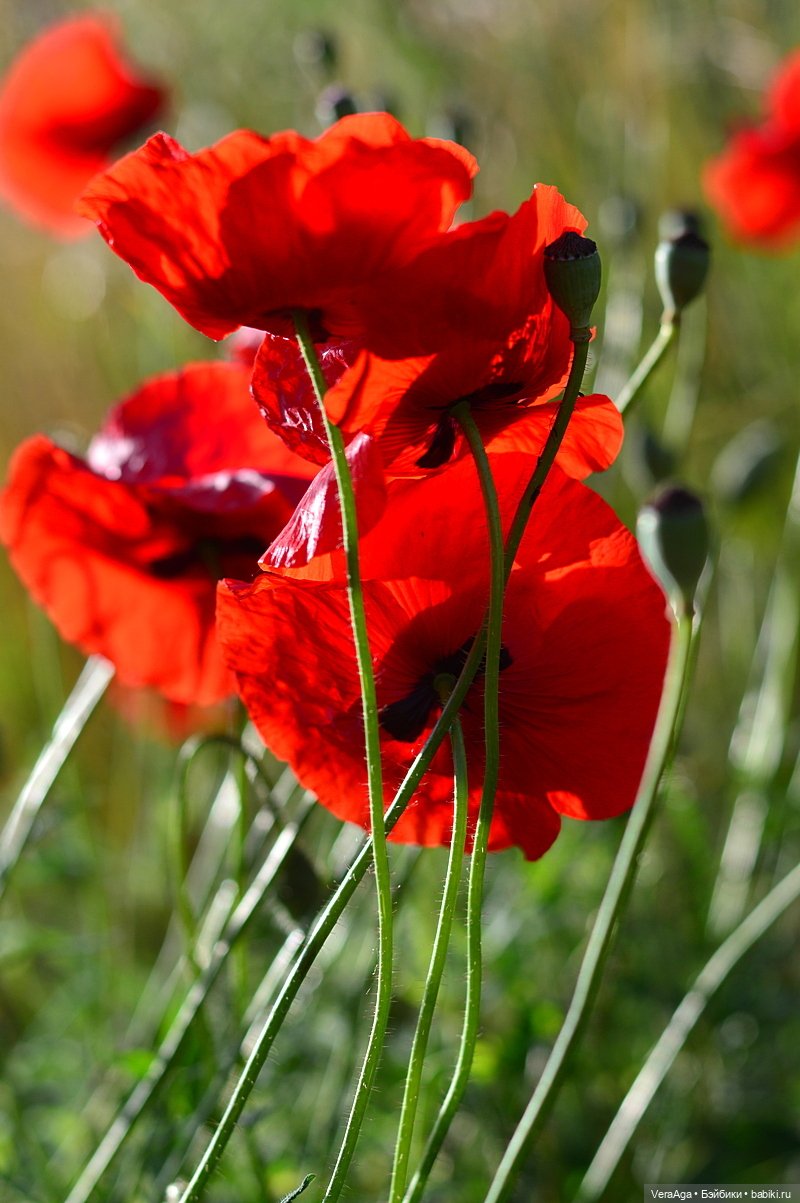 Маки: кто рано встаёт, тот ловит свет (фото 6)
