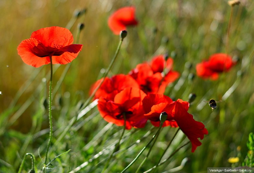 Маки: кто рано встаёт, тот ловит свет