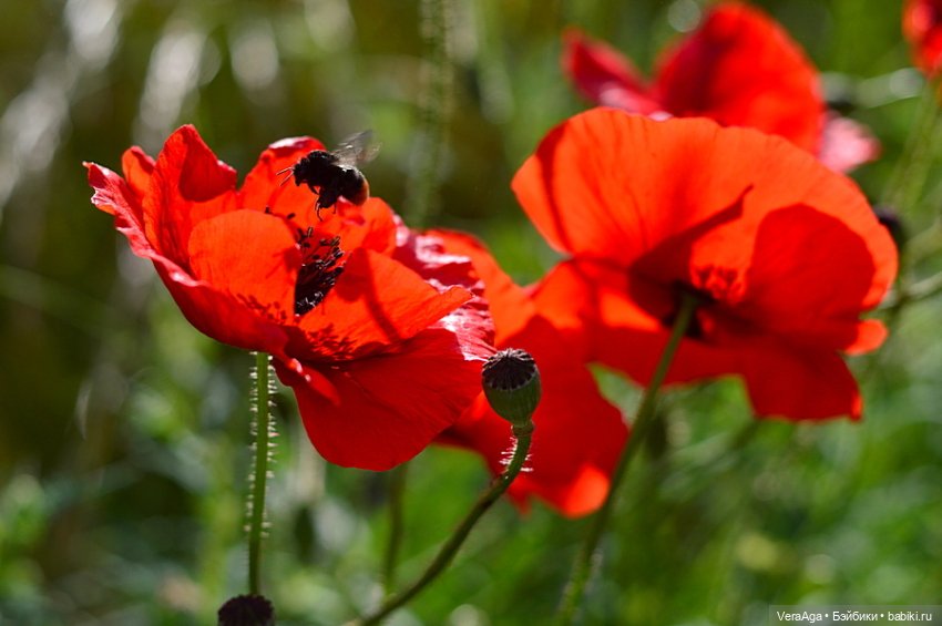 Маки: кто рано встаёт, тот ловит свет (фото 9)
