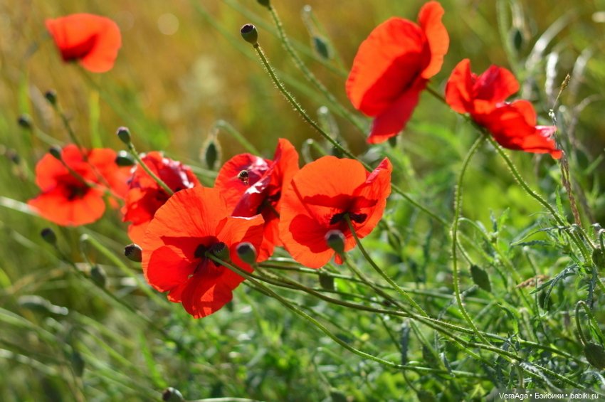 Маки: кто рано встаёт, тот ловит свет