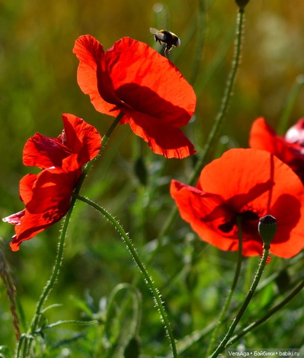 Маки: кто рано встаёт, тот ловит свет