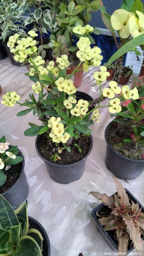 Булочка Элис — Куклы Nines d'Onil (Нинес): Миа (Mia) (фото 7)