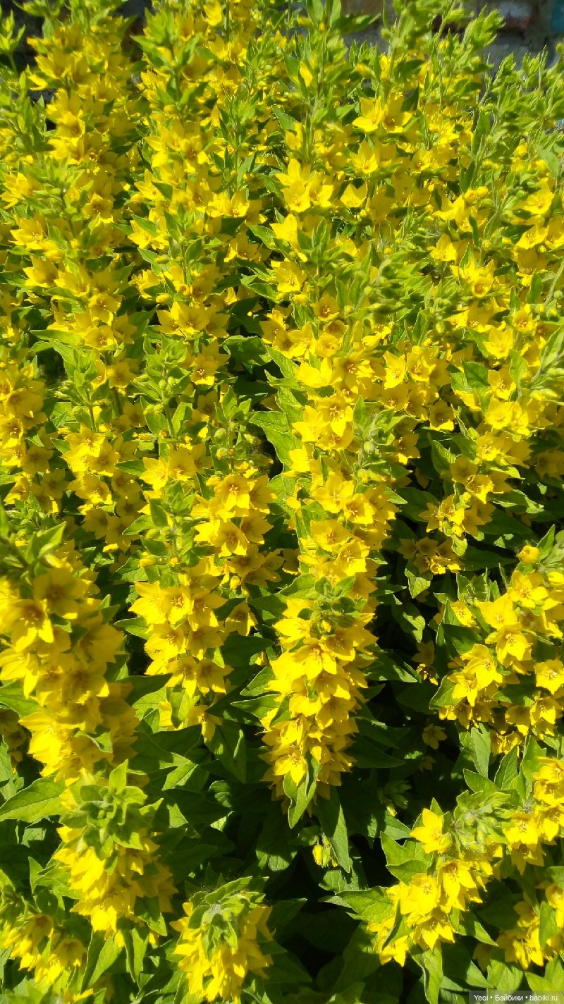 Как Хантер ЭАХ провел воскресенье, отдых (фото 9)