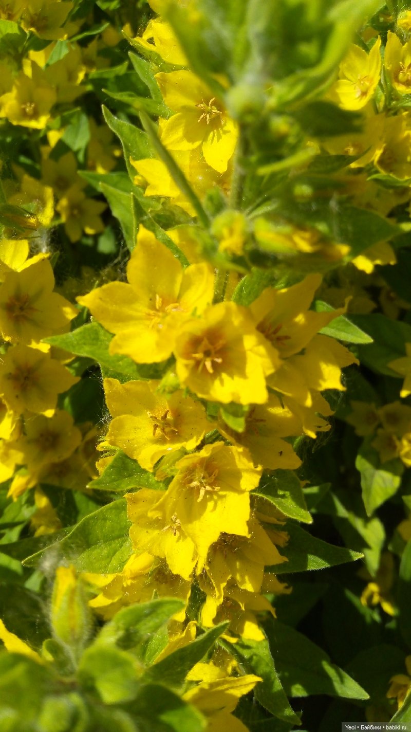 Как Хантер ЭАХ провел воскресенье, отдых (фото 10)