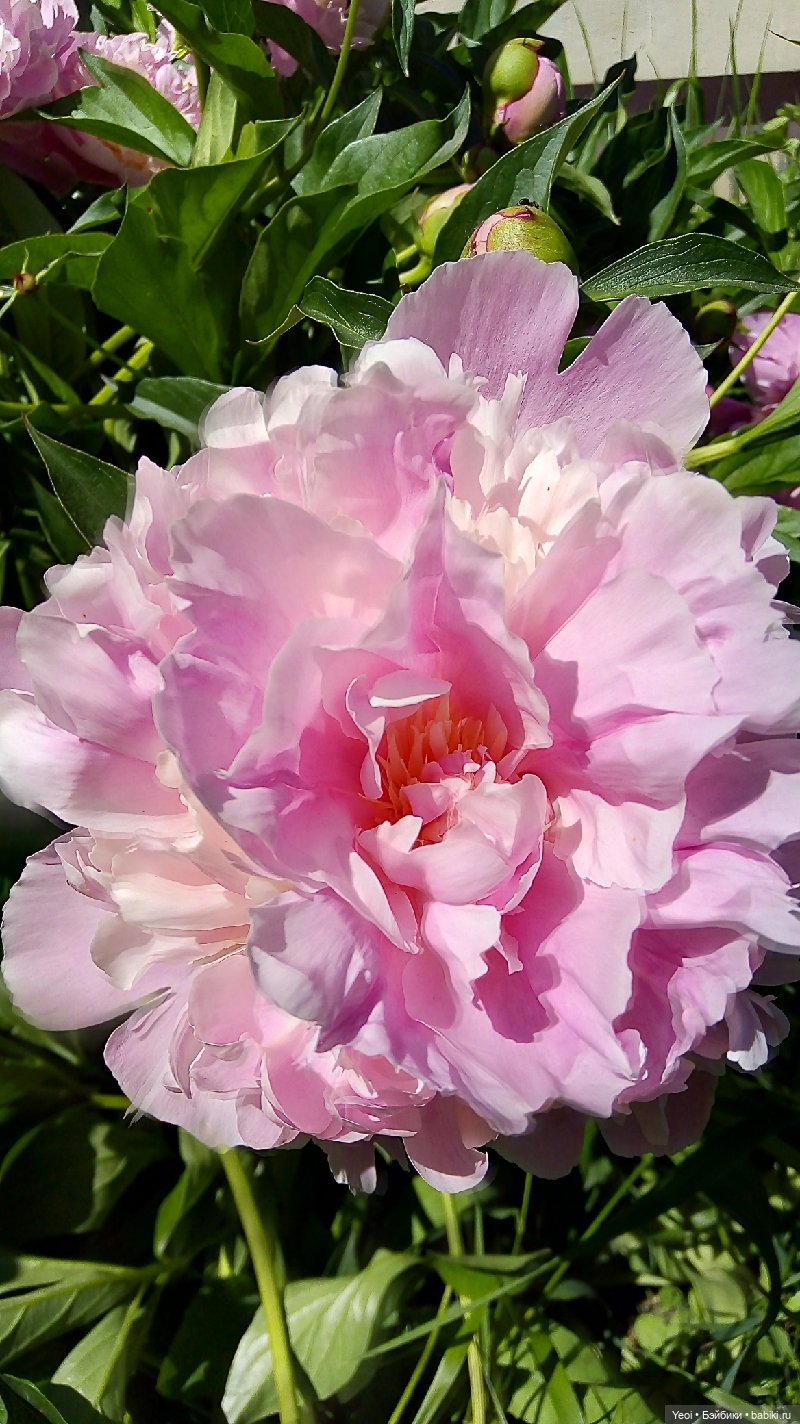 Как Хантер ЭАХ провел воскресенье, отдых