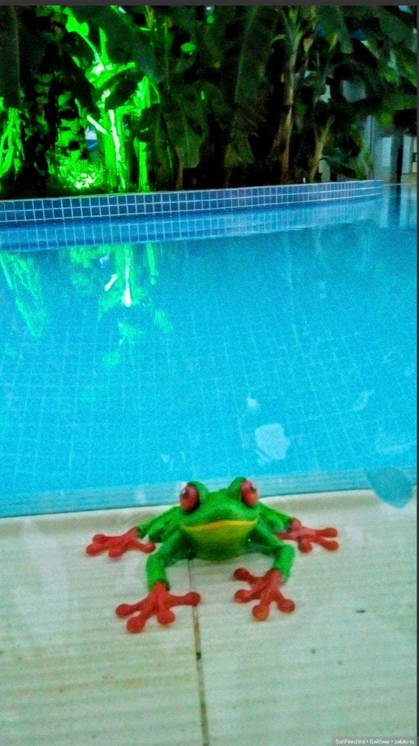 Красноглазая древесная лягушка или просто наш Деймикс