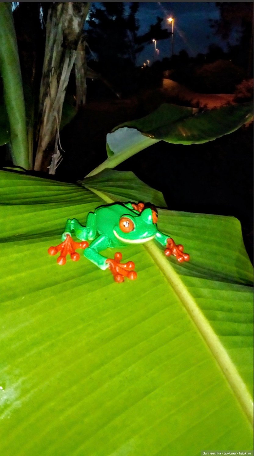 Красноглазая древесная лягушка или просто наш Деймикс (фото 2)