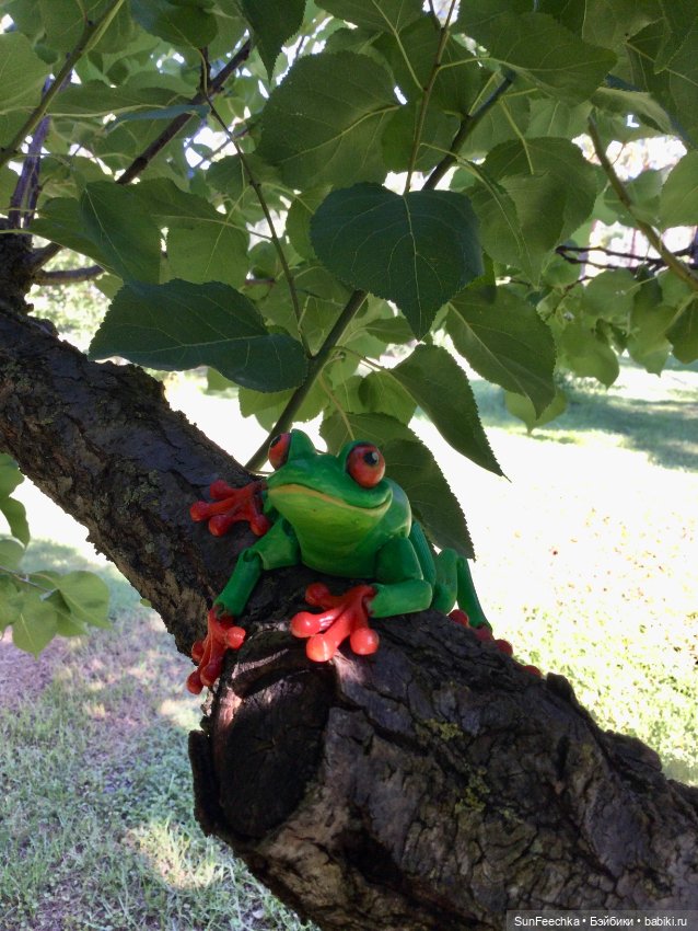 Красноглазая древесная лягушка или просто наш Деймикс (фото 8)