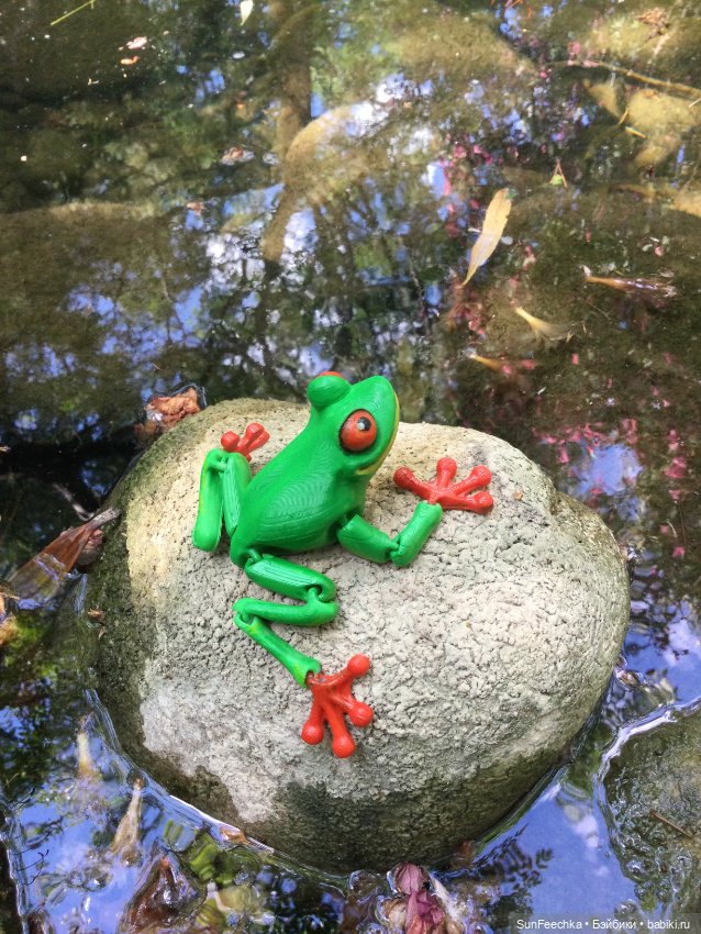 Красноглазая древесная лягушка или просто наш Деймикс (фото 6)