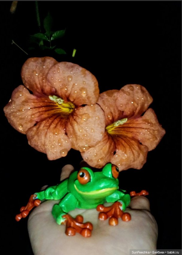 Красноглазая древесная лягушка или просто наш Деймикс (фото 4)