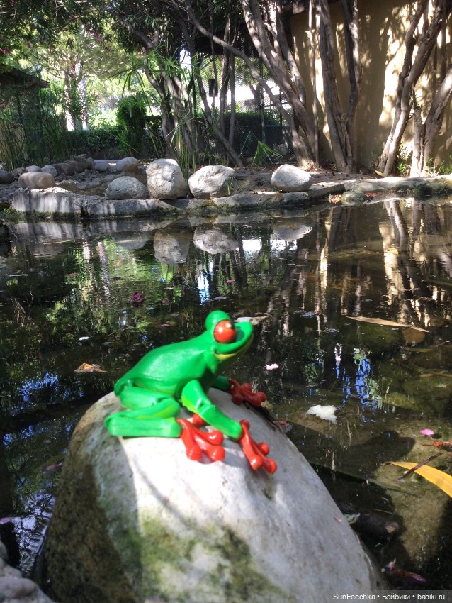 Красноглазая древесная лягушка или просто наш Деймикс (фото 7)