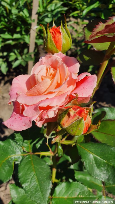 Моя девочка — Куклы Ruby Red (Руби Ред) Fashion Friends: Siblies