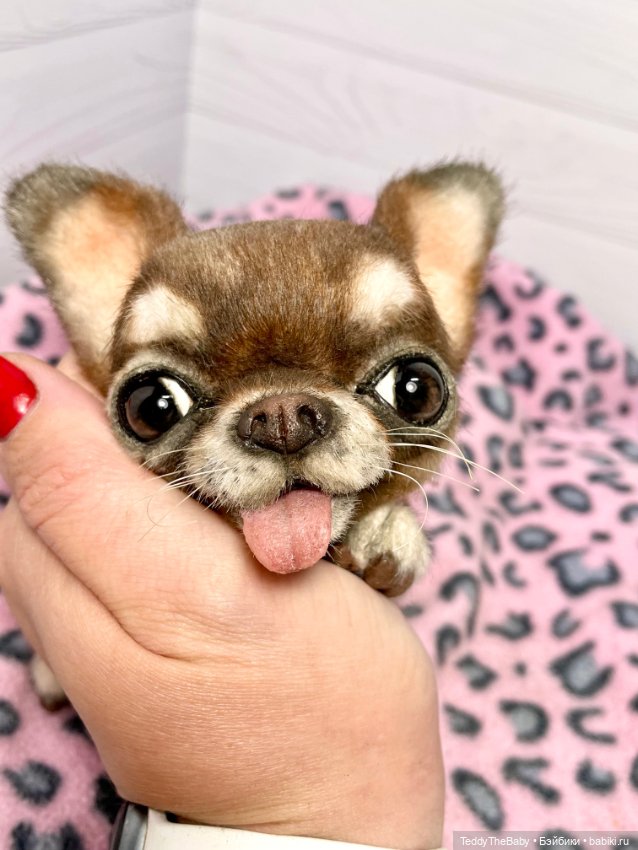 Тоффи 🐾🐾🐾🐶 — Реалистичные игрушки и звери (Натюр): собаки