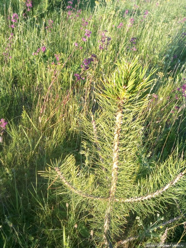 Гибриды шарнирных кукол (не БЖД): подбор тела