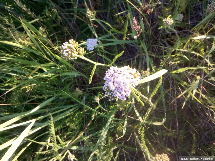 Гибриды шарнирных кукол (не БЖД): подбор тела