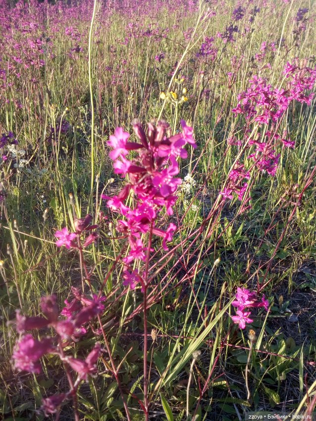 Гибриды шарнирных кукол (не БЖД): подбор тела