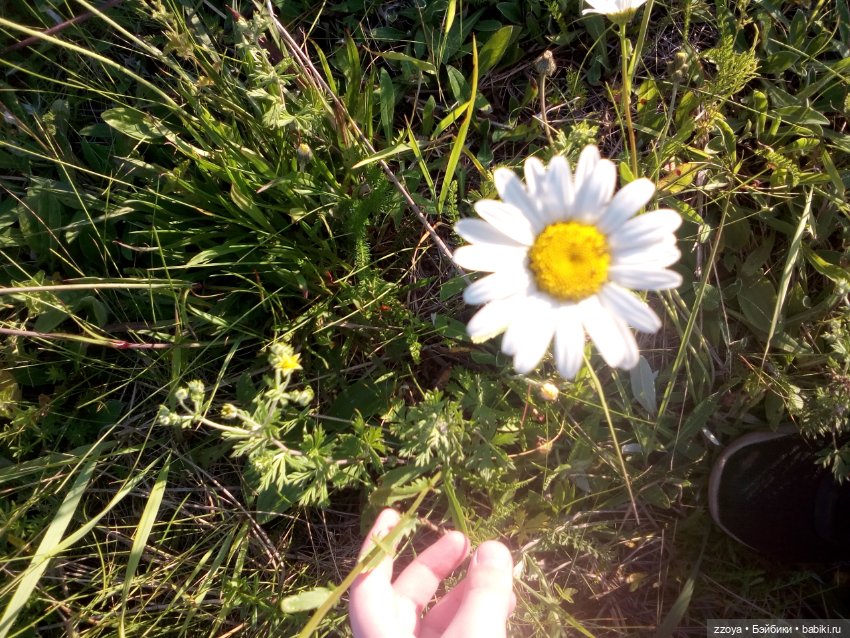 Гибриды шарнирных кукол (не БЖД): подбор тела