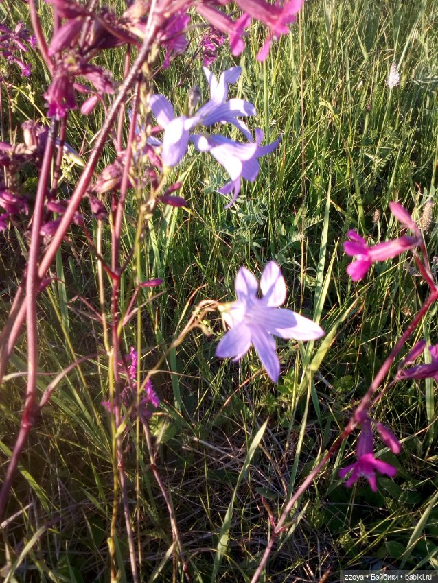 Гибриды шарнирных кукол (не БЖД): подбор тела