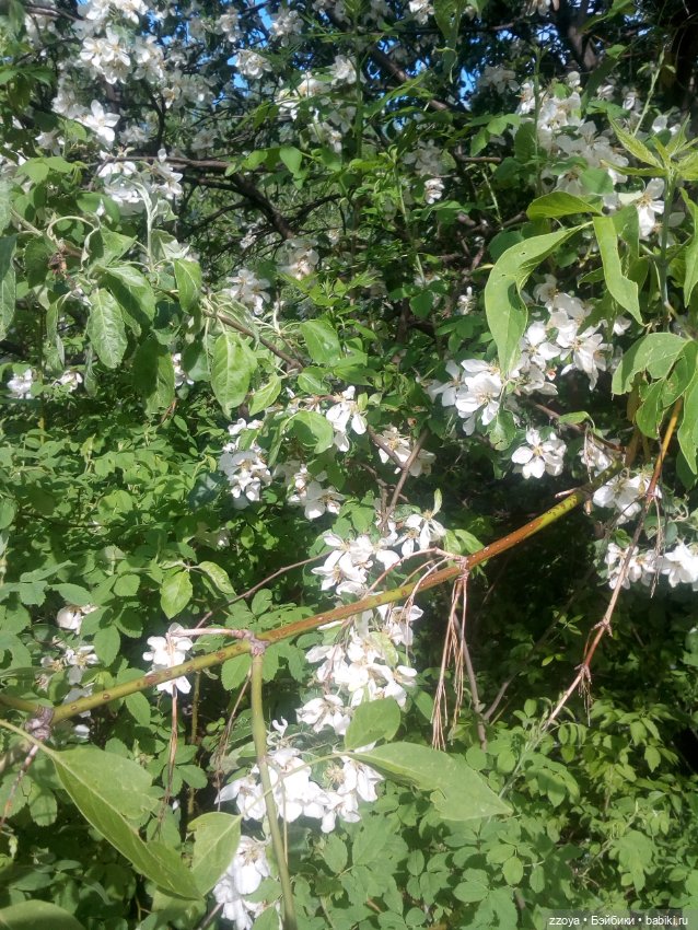Гибриды шарнирных кукол (не БЖД): подбор тела (фото 2)