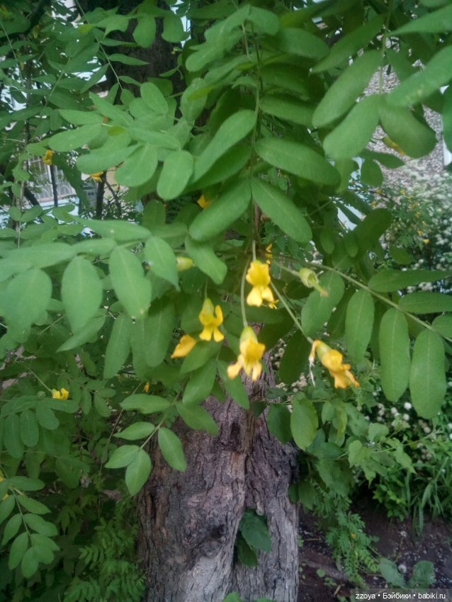 Гибриды шарнирных кукол (не БЖД): подбор тела