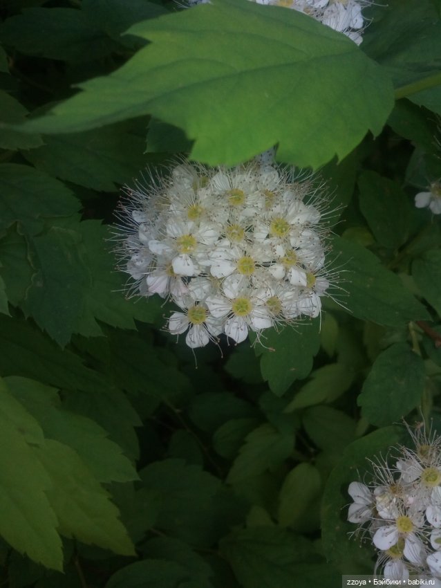 Гибриды шарнирных кукол (не БЖД): подбор тела