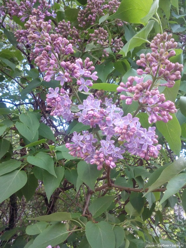 Гибриды шарнирных кукол (не БЖД): подбор тела (фото 7)