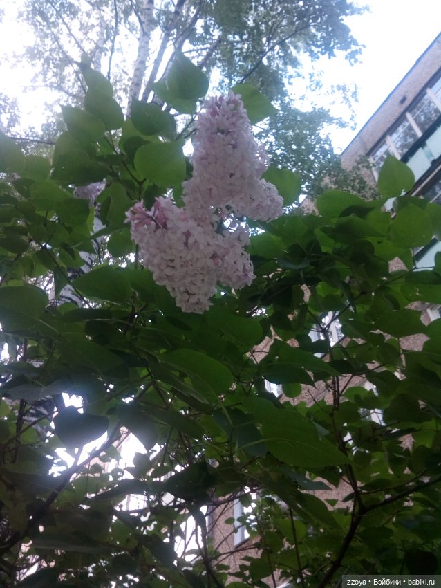 Гибриды шарнирных кукол (не БЖД): подбор тела