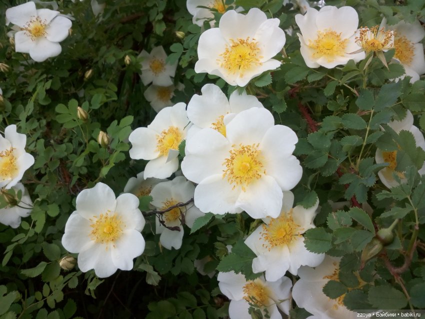 Гибриды шарнирных кукол (не БЖД): подбор тела