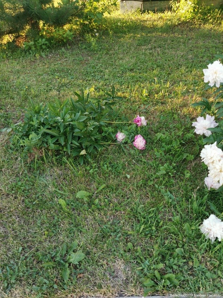 Пионовое настроение — Азиатские виниловые куклы (разное): Китай