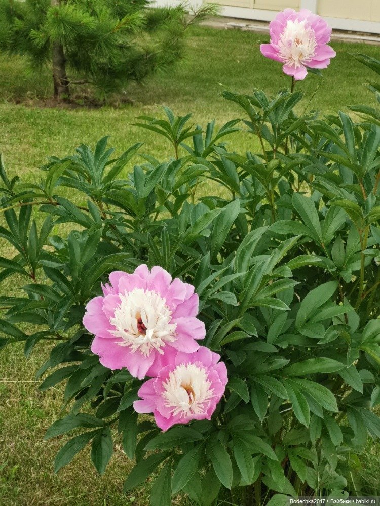 Пионовое настроение — Азиатские виниловые куклы (разное): Китай (фото 6)