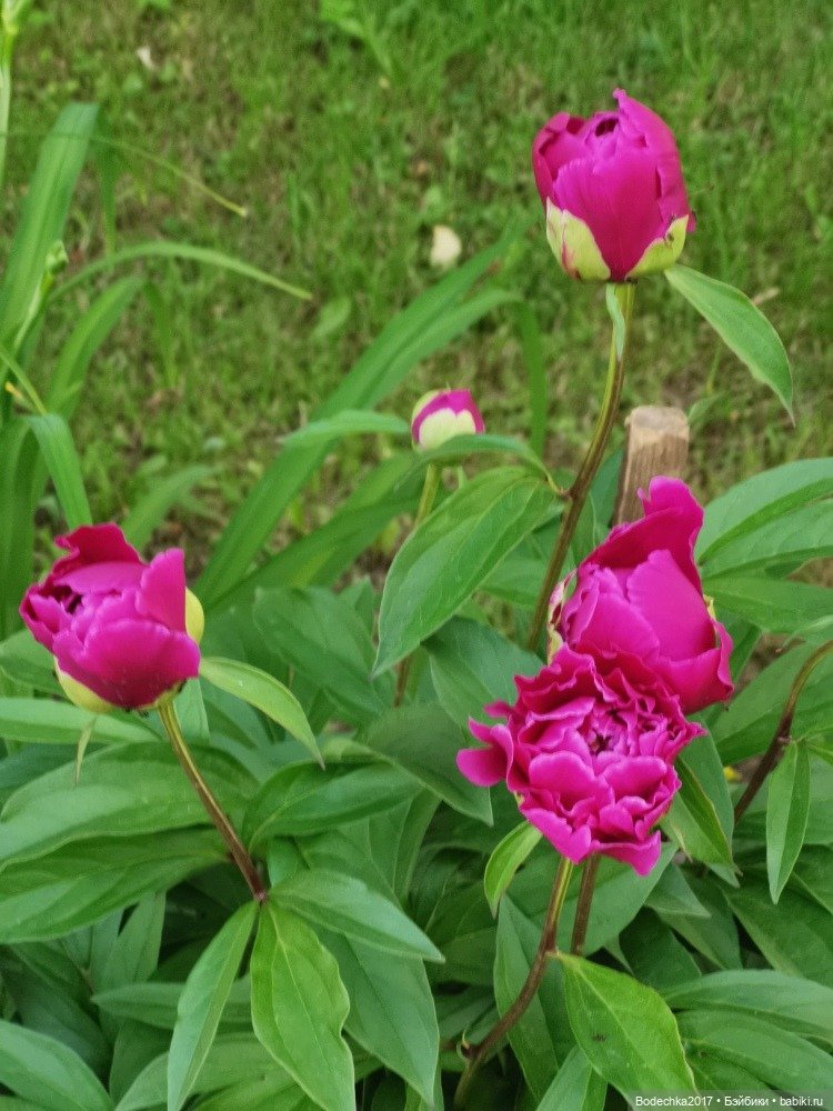 Пионовое настроение — Азиатские виниловые куклы (разное): Китай (фото 4)