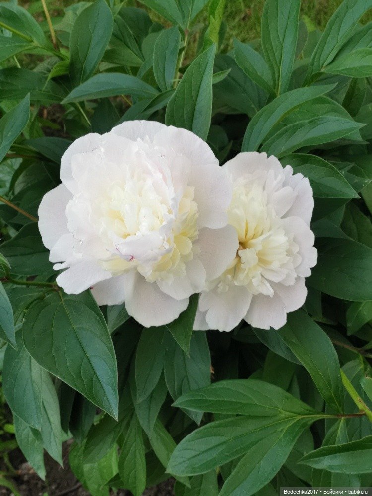 Пионовое настроение — Азиатские виниловые куклы (разное): Китай (фото 2)