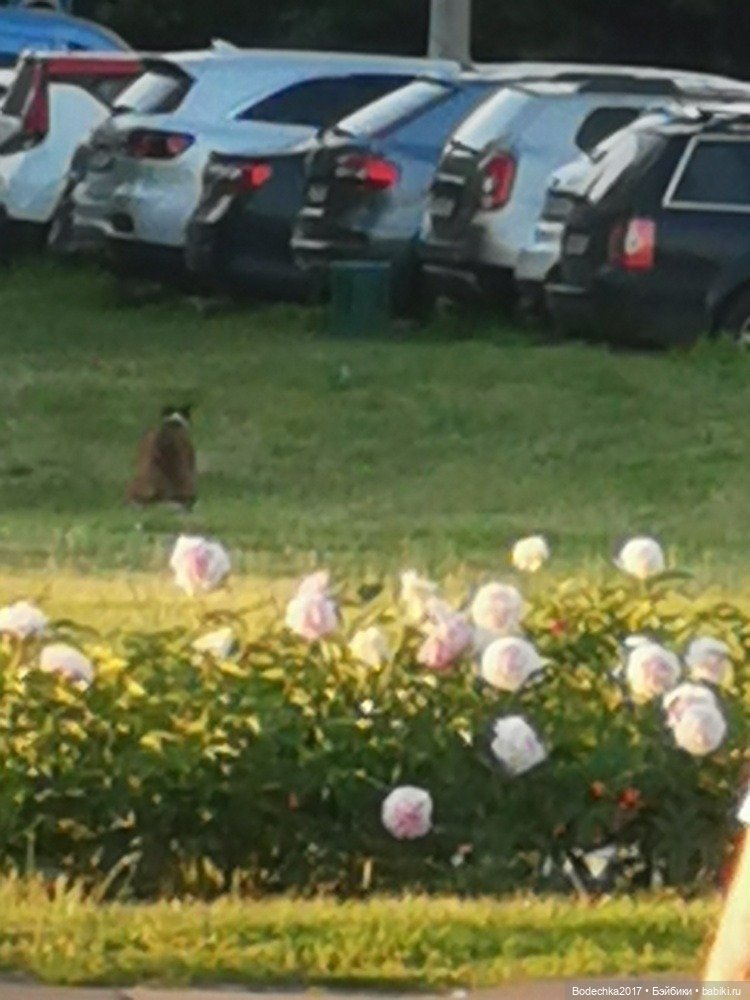 Пионовое настроение — Азиатские виниловые куклы (разное): Китай