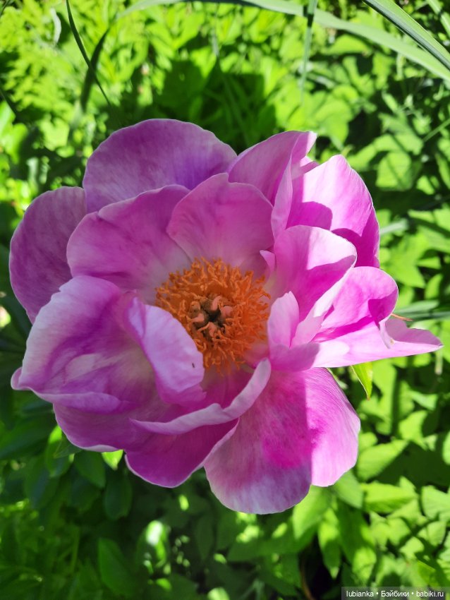 Новое платье и пионы — Винтажные куклы ГДР (Немки): Бигги