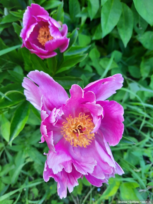 Новое платье и пионы — Винтажные куклы ГДР (Немки): Бигги