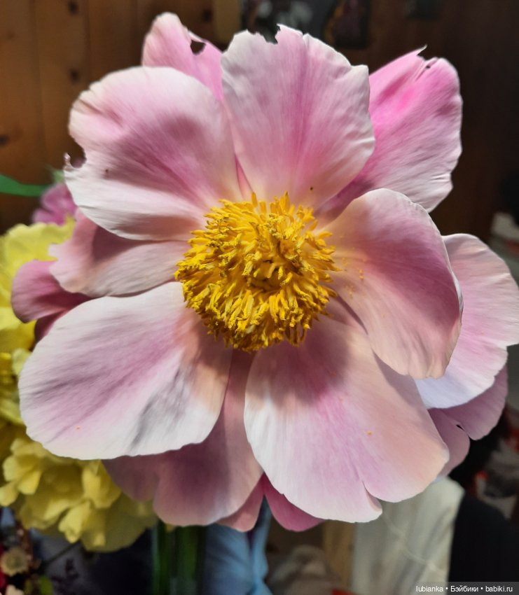 Новое платье и пионы — Винтажные куклы ГДР (Немки): Бигги (фото 2)