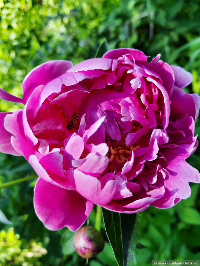 Новое платье и пионы — Винтажные куклы ГДР (Немки): Бигги