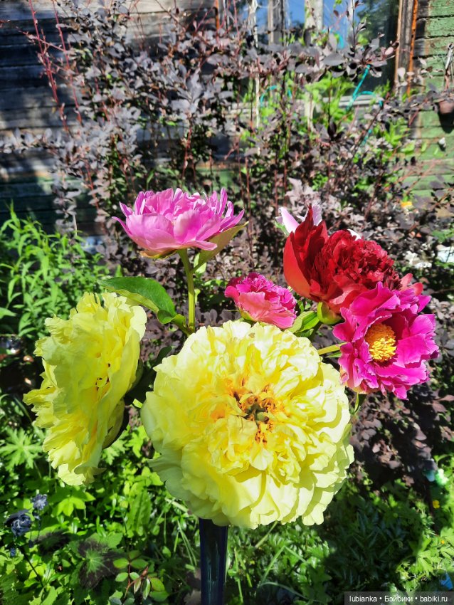 Новое платье и пионы — Винтажные куклы ГДР (Немки): Бигги