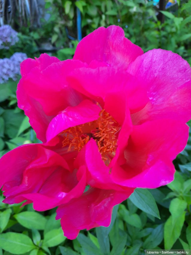 Новое платье и пионы — Винтажные куклы ГДР (Немки): Бигги