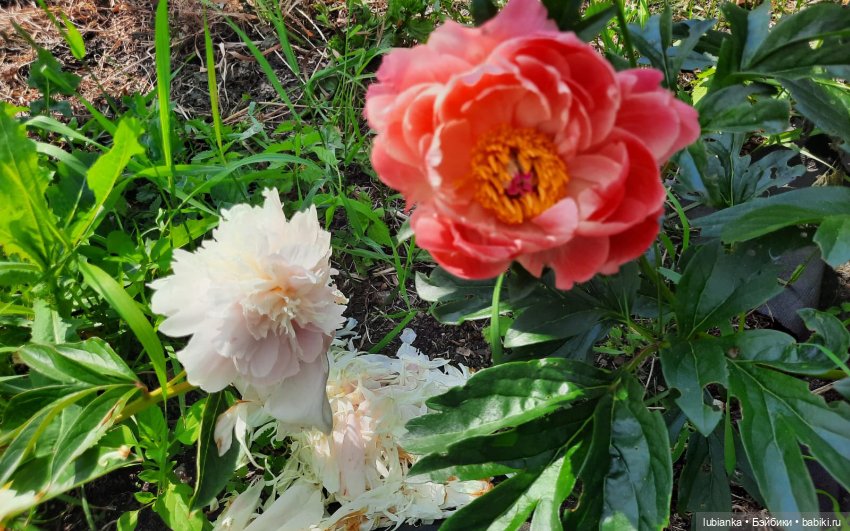 Новое платье и пионы — Винтажные куклы ГДР (Немки): Бигги