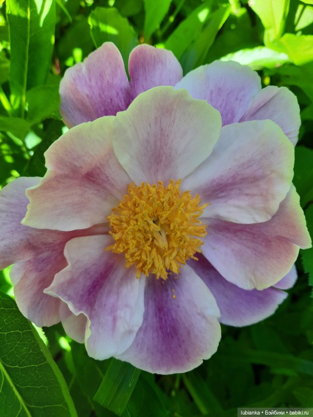 Новое платье и пионы — Винтажные куклы ГДР (Немки): Бигги