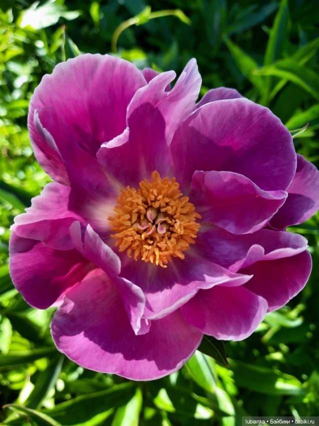 Новое платье и пионы — Винтажные куклы ГДР (Немки): Бигги