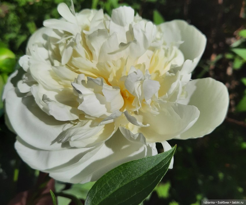 Новое платье и пионы — Винтажные куклы ГДР (Немки): Бигги