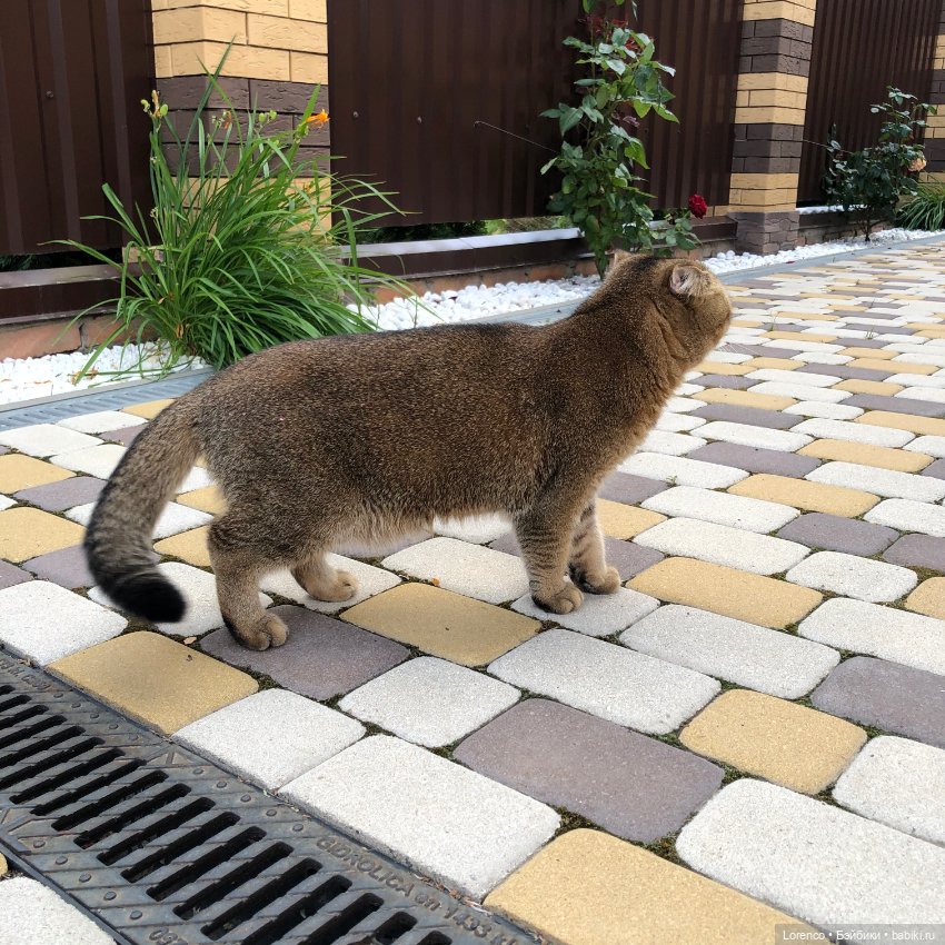 Джанни, но не Родари — Куклы Zwergnase (Цвергназе/Цверги): фото